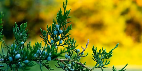 Juniper Lore with Kari Tauring