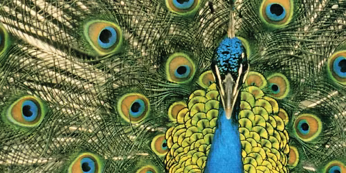 The Bluetones in Newport