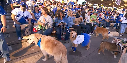 Dodger Pups, Gather Around!! (Let's Cheer on Dodgers @ a Pub!!)