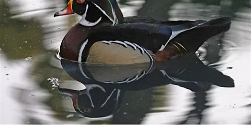 East Bay Calvary Sportsmen's Fellowship Dinner and Program Ticket