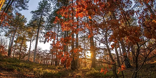 \u039a\u03c5\u03c1\u03b9\u03b1\u03ba\u03ae 30\/11\/25: \u03a0\u03b5\u03b6\u03bf\u03c0\u03bf\u03c1\u03af\u03b1 \u03c3\u03c4\u03bf \u03b4\u03c1\u03c5\u03bf\u03b4\u03ac\u03c3\u03bf\u03c2 \u039c\u03bf\u03b3\u03b3\u03bf\u03c3\u03c4\u03bf\u03cd (\u03bc\u03b5\u03c4\u03b1\u03ba\u03af\u03bd\u03b7\u03c3\u03b7 \u03bc\u03b5  \u0399\u03a7)