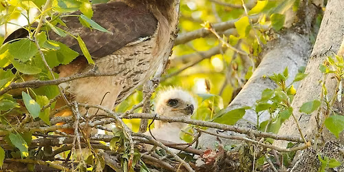 Bird Photography Walk @ Irvine Regional Park
