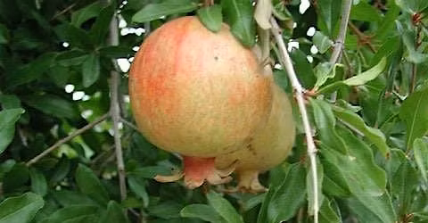 Medicinal Plants, a tour of the University of Arizona Campus Arboretum.