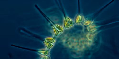 Plankton Stamp Activity