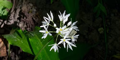 Vi l\u00e6rer om ville vekster! KJFF og Hvaler hagelag inviterer til nyttevekstkurs