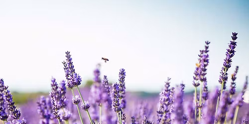Living History Encounter: Powerful Plants