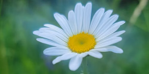 Meditation Group \u2014 Contemplating Loving-Kindness