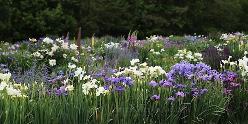 2026 Meridian Market Iris Sale 