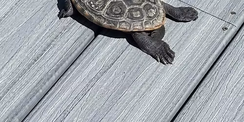 Our Diamondback Terrapins, stars of the IRL