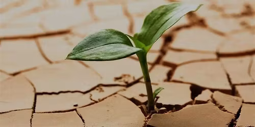 Transforming Adversity into Resilience