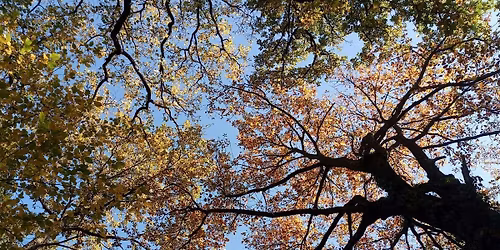 History of the Woods Walk