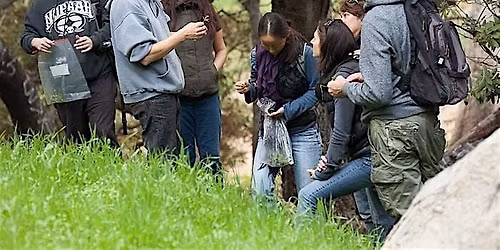 Eco-Friendly Foraging - Plants Walk / Wild Food Tasting & Drinks