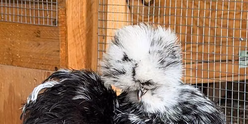Silkie Adoption Day at Wagon Wheel Feed Store! 