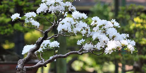 Beaver Dam Bonsai Group