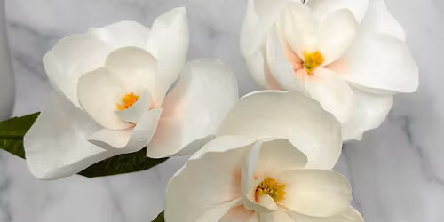 Holiday Magic - Make Your Own Magnolia Blooms