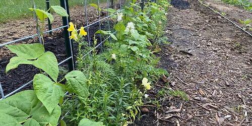 Backyard Gardening Seminar - Companion Planting in the Vegetable Garden