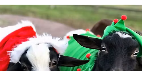 Goat Yoga Nashville- Merry Christmas & Happy Holiday's Class