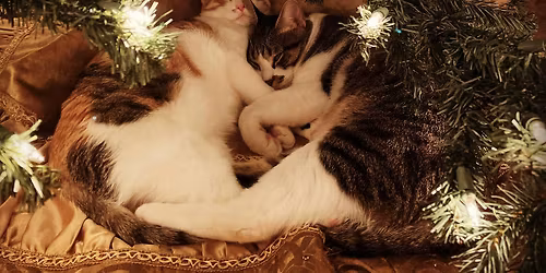 Sacred Sound Bath Journey with Kathryn Watterson to benefit Ferndale Cats