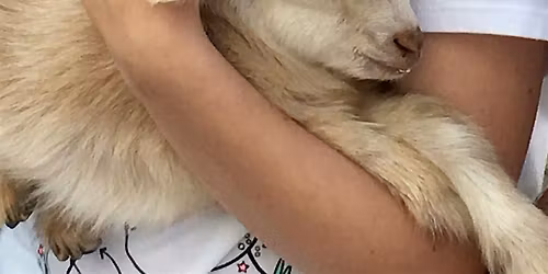 Baby Goats & Bunnies Bottle Feeding +Alpaca,Donkey,Chickens