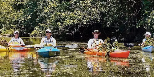Water Chestnut Pulls - Salmon Creek