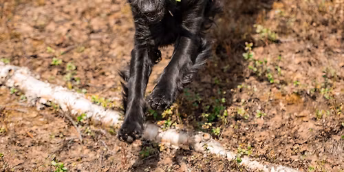 RUNDERINGSKURS FOR ALLE HUNDER HOS HUNDEVIS