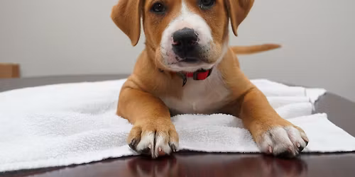 Affordable Spay and Neuter Clinic