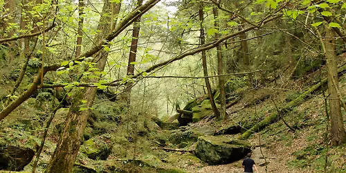 Q-MoB Old Growth Hike & Picnic: Historic Ice Glen Trail (Stockbridge, MA)