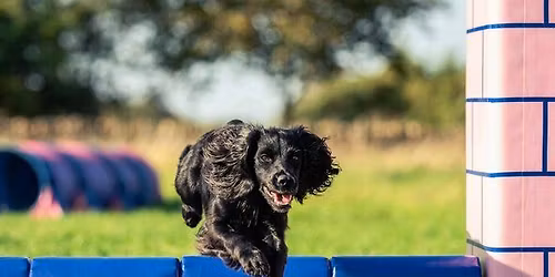 Fun Steeplechase Course running train or compete in the ring