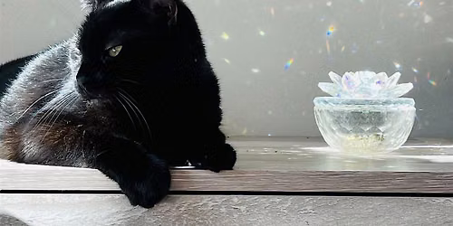 Picture Purrfect Pet Potraits