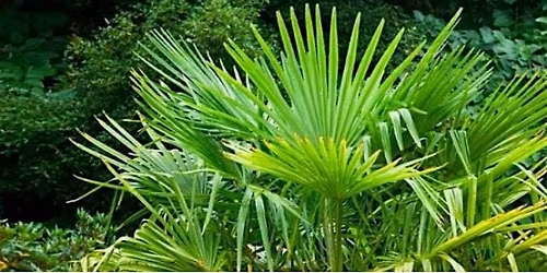 Palms in Central Florida