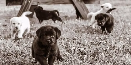 AmericanK9's Puppies & Pizza Party