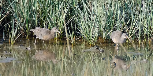 Walk for MLK Day at Dr. Robert B. Hayling Freedom Park with James Hill