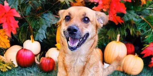 Thanksgiving Daycare Party