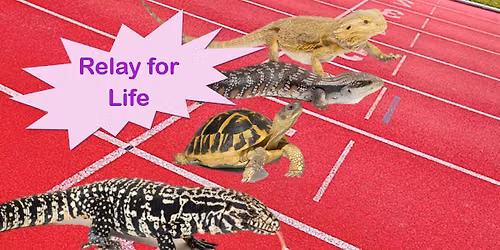 Medina Relay for Life-attending