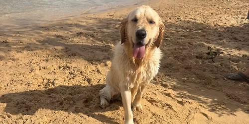 Goldies and friends regular Sunday morning meet up