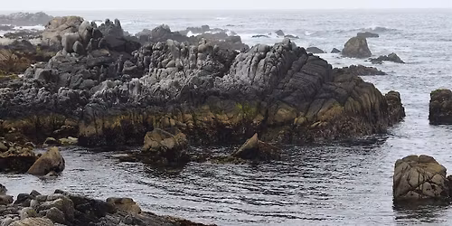 San Francisco Bay Area Chapter - Paint\/Sculpt-Out at Asilomar State Beach