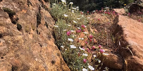 Sierra Bermeja - Paseo de los Pinsapos