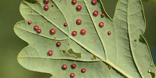 Woodland Festival: Bioblitz Walk