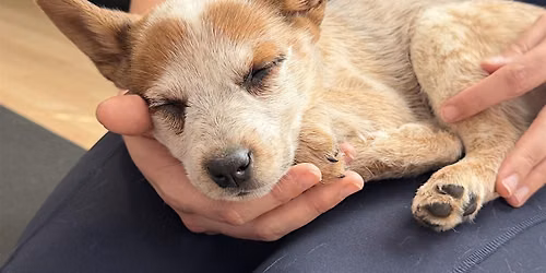 Rescue Puppy Yoga - Country Fusion Dance Studio