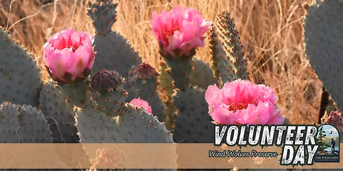 Volunteer Day: Bakersfield Cactus Planting at Wind Wolves Preserve
