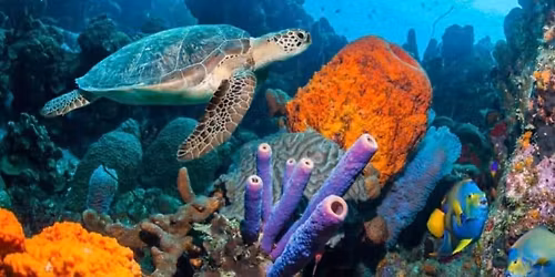 Georgia Aquarium Trip