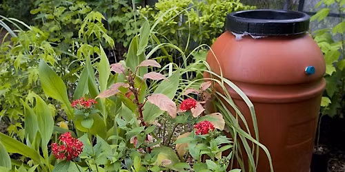 Florida-Friendly Friday: Rainwater Harvesting