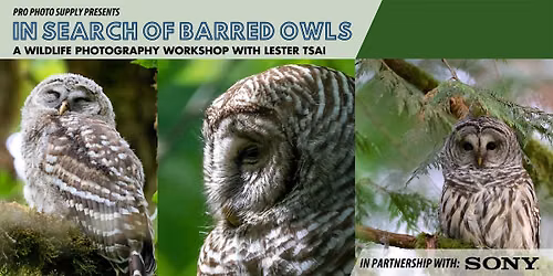 In Search of Barred Owls with Lester Tsai