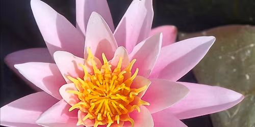 Wildheart Yoga  half day New Year Retreat