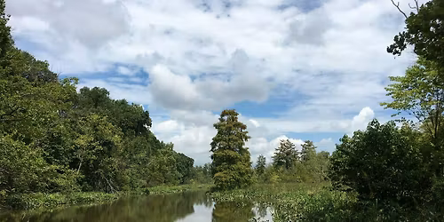 Bird Walk -  Roosevelt Island