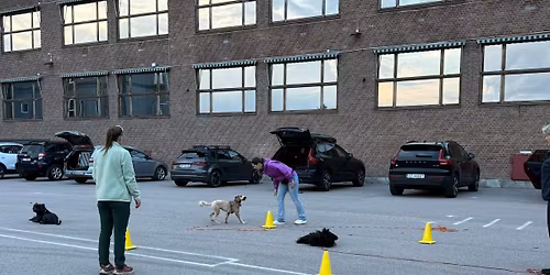 FULLT! 2Dogs- 16 ukers videreg\u00e5ende treningsgruppe 