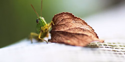 Greenway Wild Walks: Insect Orchestra