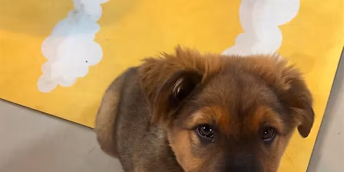 Rescue Puppy Yoga -  Pet Wants Olde Town Arvada