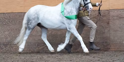 Bold Heath Winter Showing Show - Sunday January 18th