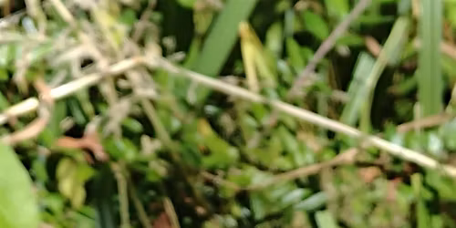 Nosey Nature Natter - Secrets of the Pond